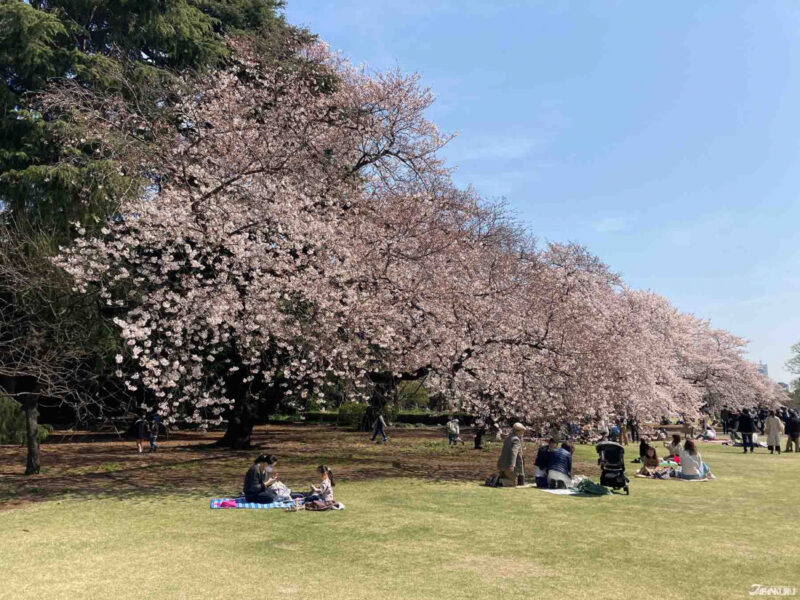 東京春季旅遊賞櫻景點推薦