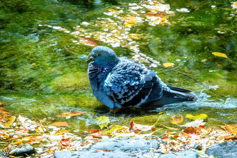 蔡司望遠鏡推薦 日本賞鳥行程