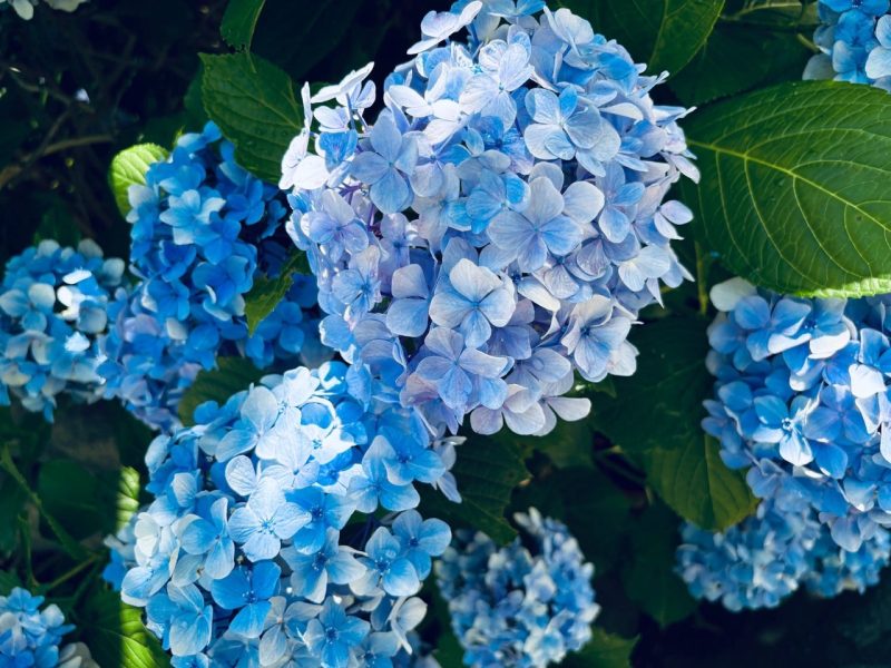 伊豆下田溫泉繡球花祭