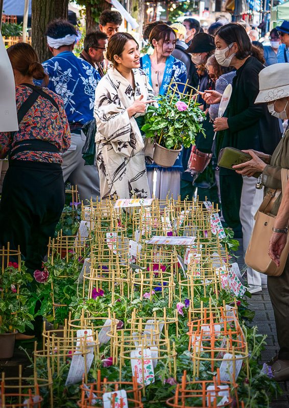 이리야 아사가오 마츠리