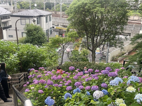 가와사키 다마가와다이공원 수국원 입구에 만개한 파란색과 보라색 수국 풍경, 일본 가나가와현 6월 여행 명소
