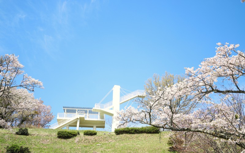 春季被櫻花點綴的「鐘鳴展望台」