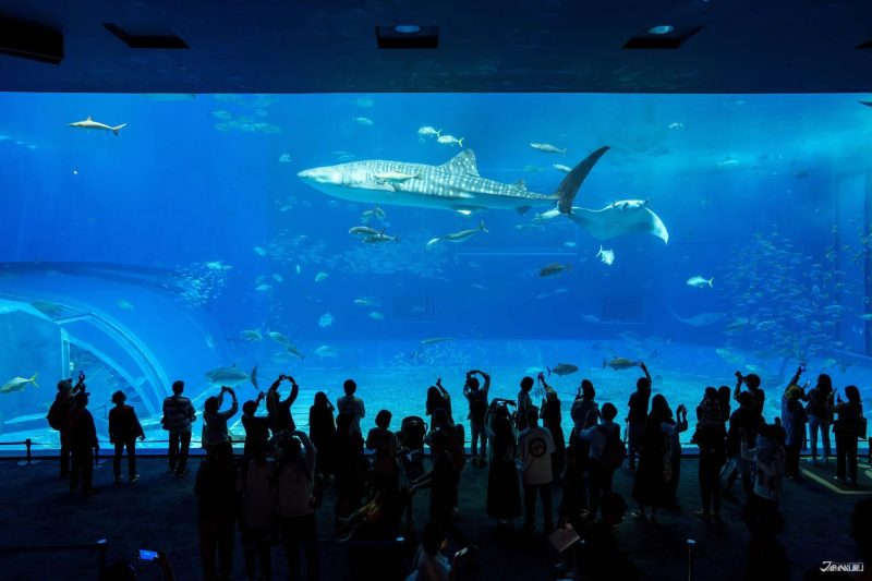 沖繩北部三天兩夜自駕遊景點推薦 美麗海水族館