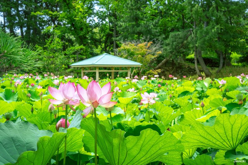 新潟白山公園