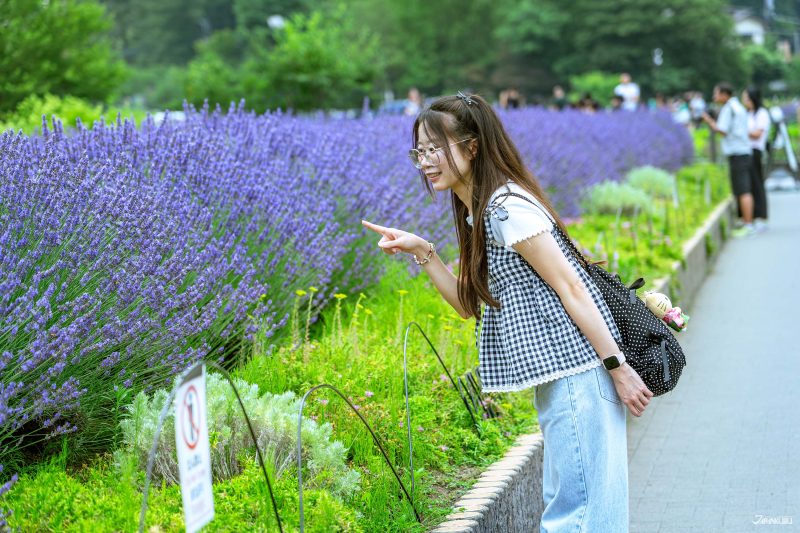 ทุ่งดอกลาเวนเดอร์ภายในสวนโออิชิ