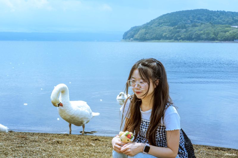 นักท่องเที่ยวถ่ายรูปกับหงส์ และวิวทะเลสาบยามานากะ
