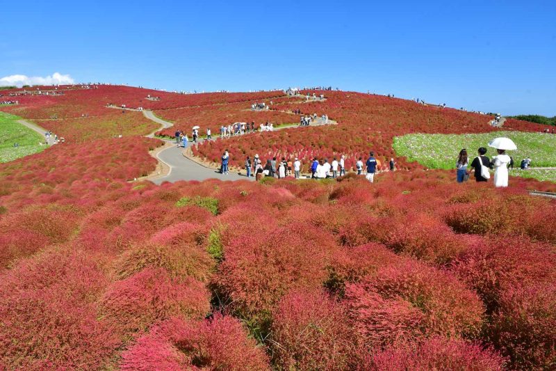 히타치 해변공원