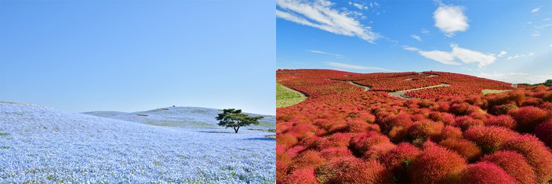 히타치 해변공원
