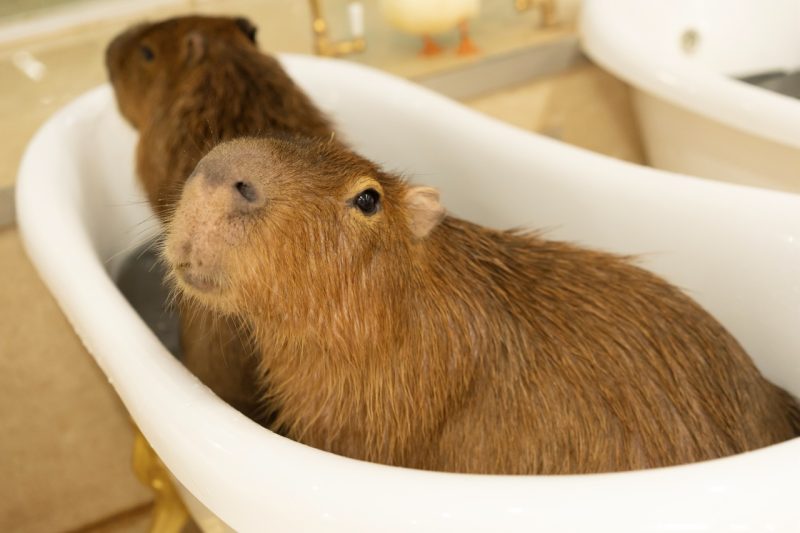 2026台北國際旅展 東京旅遊提案 室內型互動動物園 Anitouch