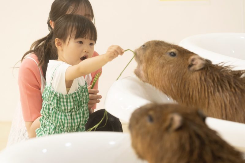 2026台北國際旅展 東京旅遊提案 室內型互動動物園 Anitouch