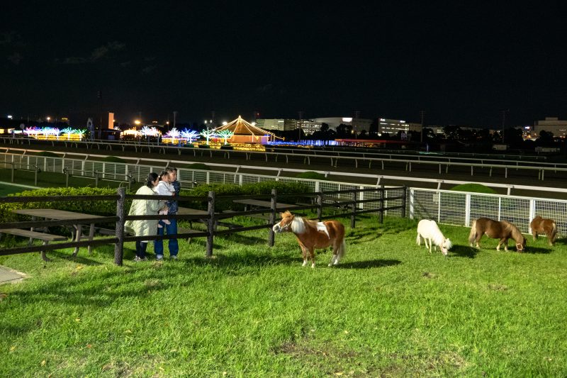 โซน Horse Watch ทุ่งหญ้าเลี้ยงม้า ชมม้าแระได้อย่างใกล้ชิด