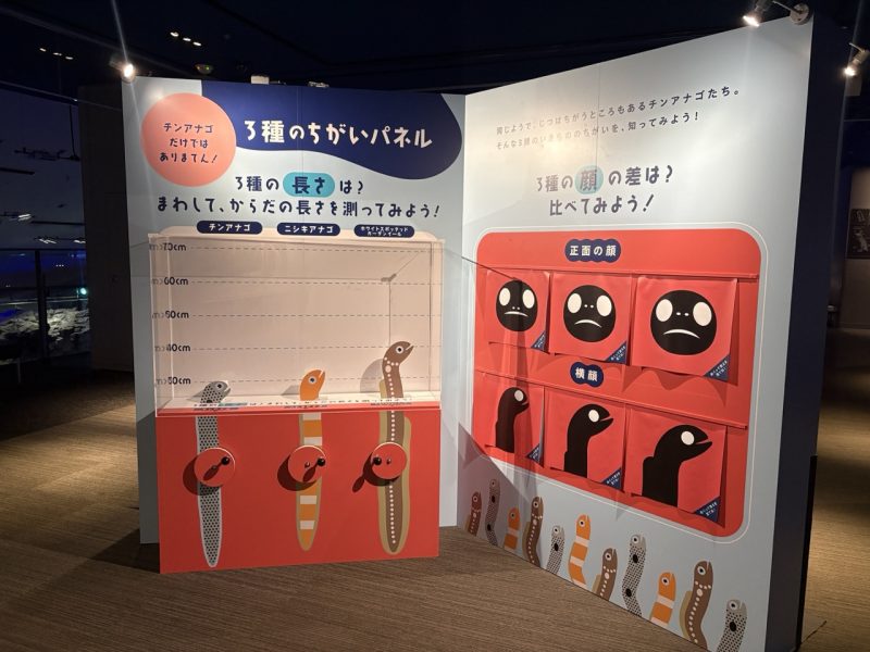 Not a Garden Eel Exhibition at Sumida Aquarium in Tokyo: Celebrate Garden Eel Day!