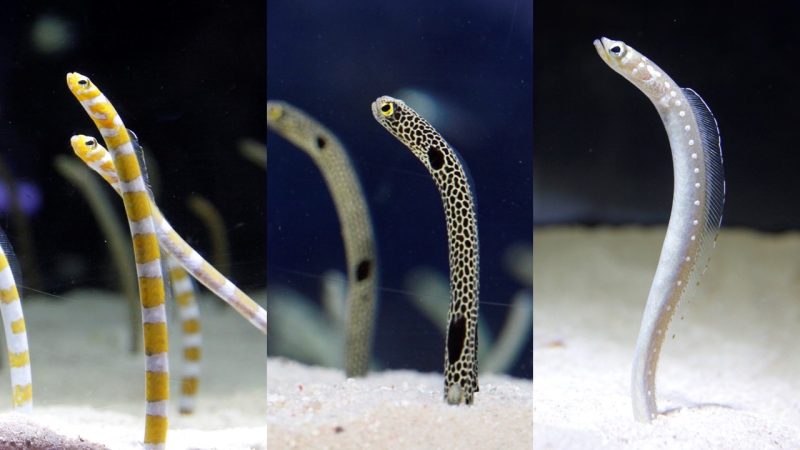 Not a Garden Eel Exhibition at Sumida Aquarium in Tokyo: Celebrate Garden Eel Day!