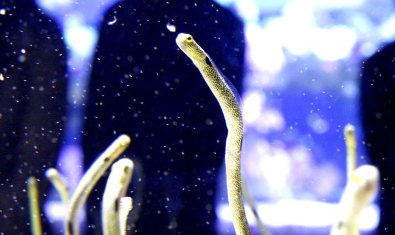 Not a Garden Eel Exhibition at Sumida Aquarium in Tokyo: Celebrate Garden Eel Day!
